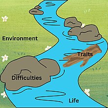 Cartoon river with the river banks reading "environment", rocks reading "difficulties", a piece of driftwood reading "traits", and the river reading "life"