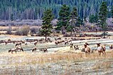 Elk feeding on dry montane grassland in Kawuneeche Valley