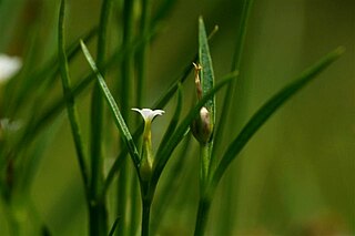 <i>Klackenbergia</i> Genus of flowering plants