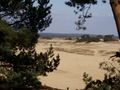 Delvis skovklædt duneområde.