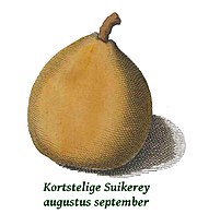 Kortstelige Suikerpeer