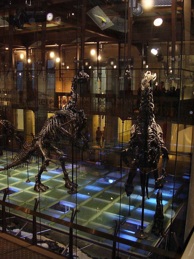 Kostry iguanodona v Bruselu.jpg