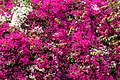 * Nomination Triplet flowers (Bougainvillea) on a house in the old town, Rethymno, Crete, Greece --XRay 03:07, 21 September 2023 (UTC) * Promotion Good quality --Jakubhal 04:07, 21 September 2023 (UTC)