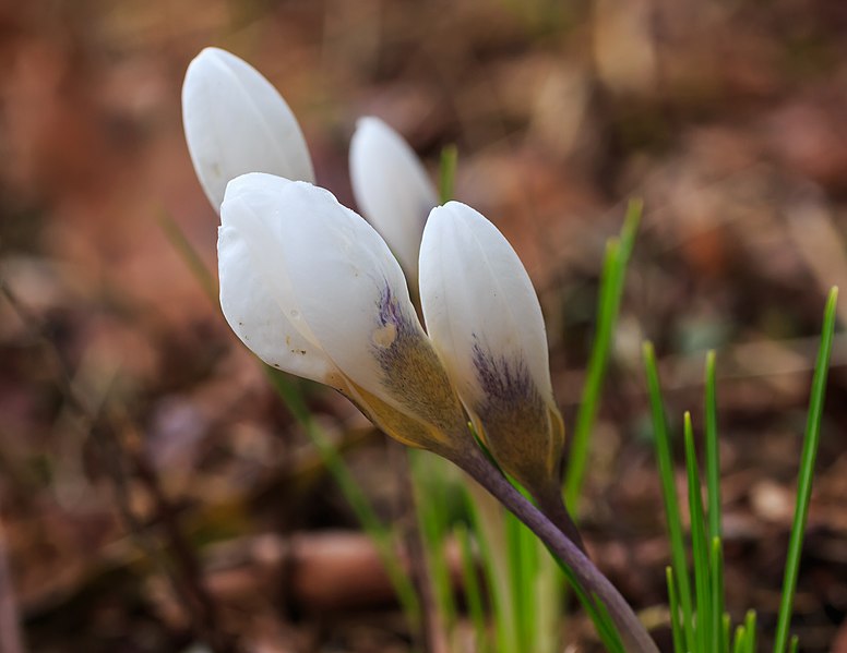 File:Krokus (Crocus). Vrolijke voorjaarsbloeier. Locatie, Natuurterrein De Famberhorst 04.jpg