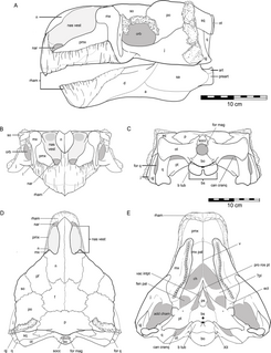 <i>Kunbarrasaurus</i> Extinct genus of dinosaurs