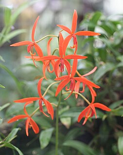 <i>Cattleya cinnabarina</i> Species of orchid