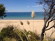 Lagurus Ovatus sulla passeggiata tra Quarantine Station e Gunners Cottage