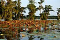 Lake Martin LA EUA vegetation.JPG água