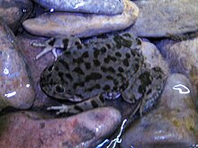 Telmatobius is restricted to the Andes and include many threatened species (pictured: T. marmoratus) Lake Titicaca Frog 1.JPG