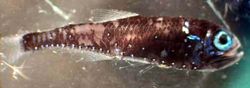 Lanternfish larva.jpg