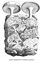 M : Lapis Phrygius fungos ferens[Loc 2] F : Pierre phrygienne[Gal 2], avec champignons