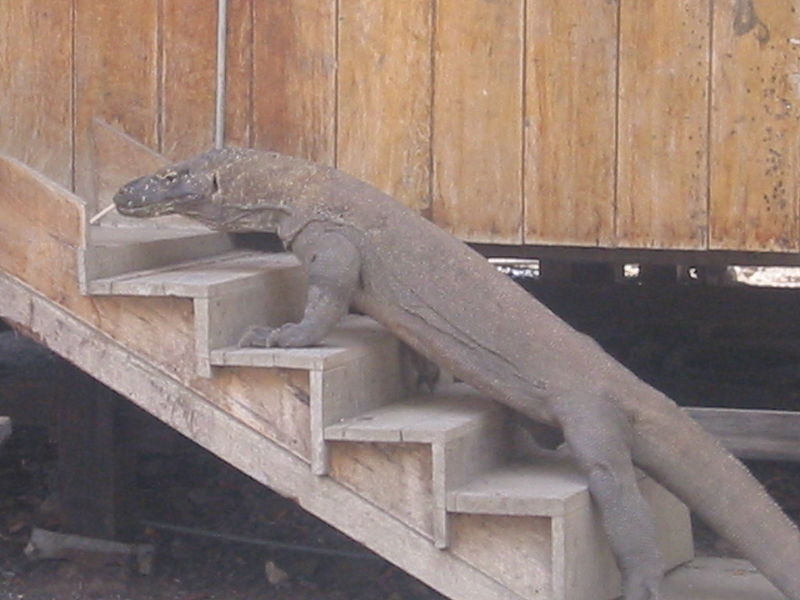 File:Large komodo dragon on stairs.JPG