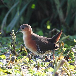 <span class="mw-page-title-main">Rufous-sided crake</span> Species of bird