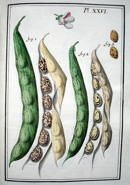 File:LeBerryais Haricots planche 26.jpg