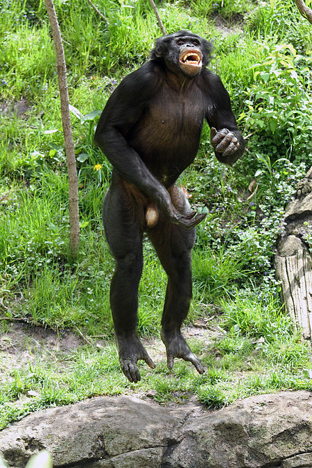 Tập tin:Leaping Bonobo.jpg