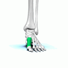 Left First metatarsal bone animation01.gif