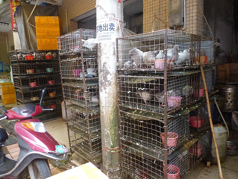 File:Leizhou - market - P1580850 - pidgeons for sale.jpg