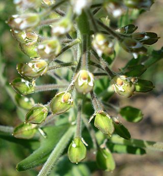 <i>Lepidium campestre</i> Species of flowering plant