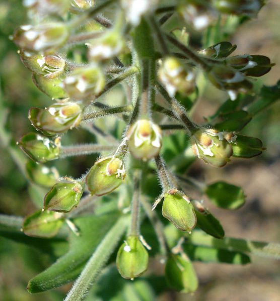 Bestand:Lepidium campestre2 W.jpg