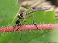 Leptogaster cylindrica (De Geer, 1776)