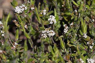 <i>Leucopogon concurvus</i> Species of plant