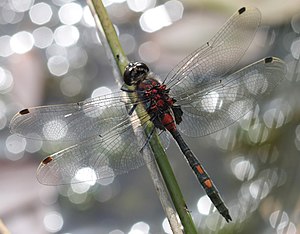 Little moss damsel (Leucorrhinia dubia), male