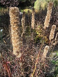 Prachtscharte, Ährige Prachtscharte Samen (Liatris spicata)