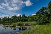 English: Republican biological reserve Liebiadziny. Minsk, Belarus Беларуская: Рэспубліканскі біялагічны заказнік Лебядзіны. Мінск, Беларусь Русский: Республиканский биологический заказник Лебяжий. Минск, Беларусь