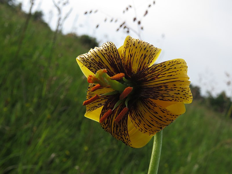 File:Lilium carniolicum 3353.jpg