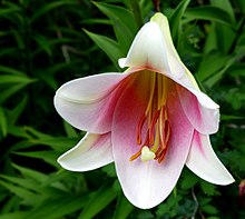 Lilium longiflorum 'Pink-Heaven'