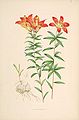 Lilium philadelphicum (1880)