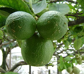 Descrizione dell'immagine Limão Citrus Aurantifolia.JPG.