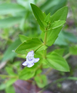 <i>Lindernia dubia</i> Species of flowering plant