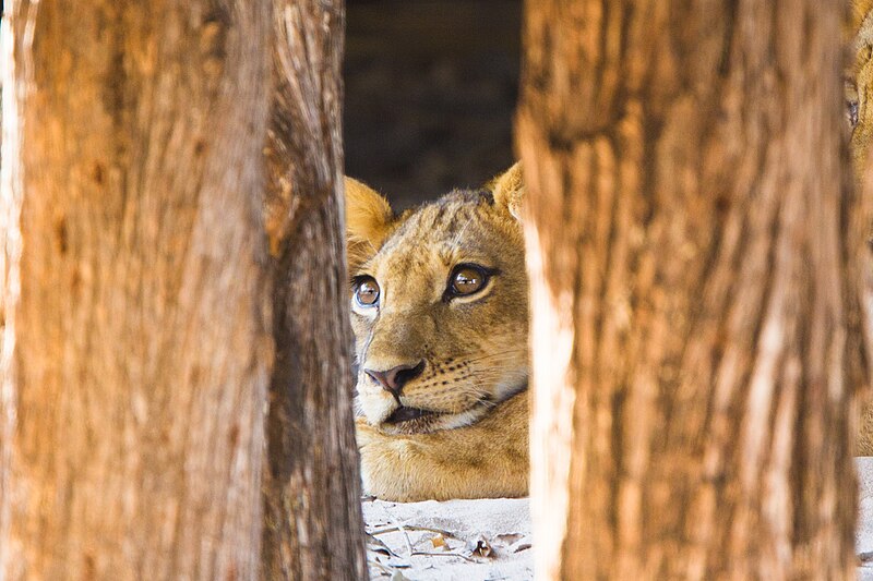 File:Lion cub, South Luangwa National Park (51872067450).jpg