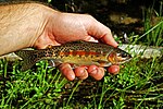 Thumbnail for Little Kern golden trout