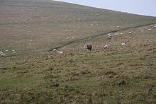 A Llama can be seen to be guarding sheep. Since this is very difficult to verify[citation needed], this is very rare.