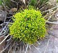 Lomatium parry 2.JPG