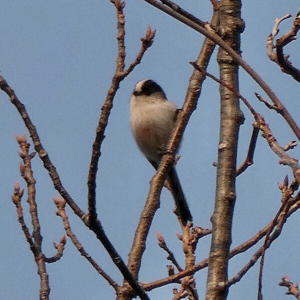 File:Long-tailed tit on the branch of tree - 2.jpg