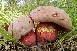 <i>Rubroboletus legaliae</i>