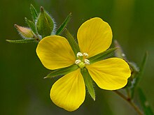 Ludwigia hirtella Arkansas.jpg