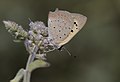 Lycaena phlaeas Small Copper Benekli Bakırgüzeli