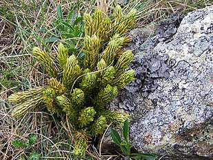 Huperzia selago<br />Tatra Mountains