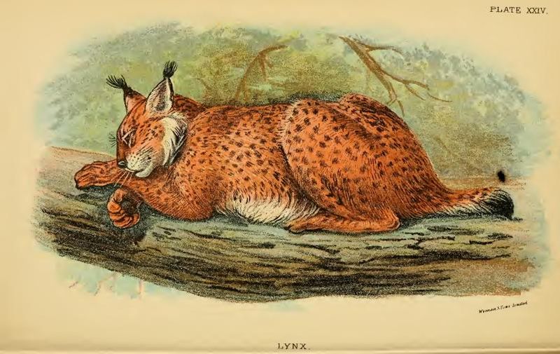 File:Lydekker - Lynx.JPG