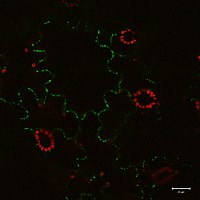 Білок руху 30 вірусу тютюнової мозаїки злитий із зеленим флуоресцентним білком локалізується в плазмодесмах (конфокальна мікроскопія)