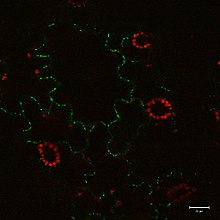 GFP fusion protein being expressed in Nicotiana benthamiana. The fluorescence is visible by confocal microscopy. MP-30-GFP.jpg