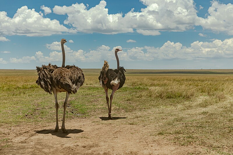 File:Maasai Mara.jpg