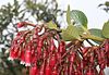 Macleania rupestris 3.jpg