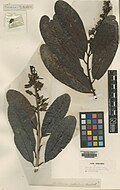 Mahurea palustris Aubl.  BM000624839.jpg