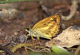 <i>Baracus vittatus</i> Species of butterfly