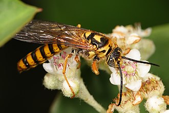 Agriomyia sp. male (subfamily Thynninae), photographed in Australia Male yellow flower wasp02.jpg